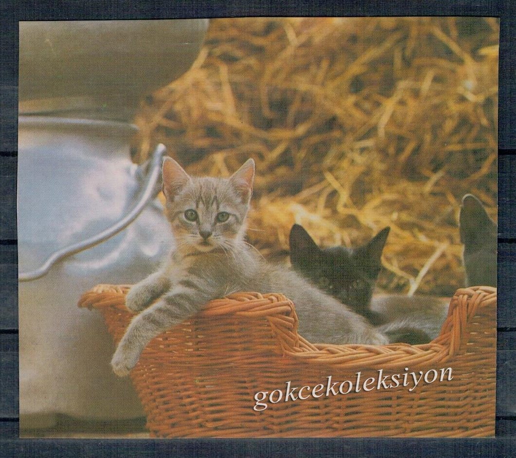 Sevimli Kedi Kartpostalı KRT2669 Hayvan