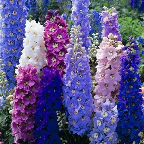 Hezaren Çiçeği Bitkisi Delphinium Consolida - Ali Botanik