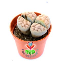 Satin Al Cakil Bitki Mix Kaktus Lithops Succulents Yasayan Taslar Tohumlari Profesyonel Paketi 100 Tohumlar Paketi Nf964 Tl115 44 Dhgate Comda