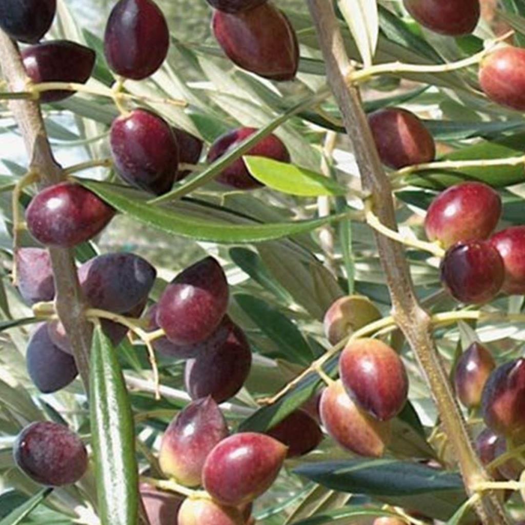 On Ogretmenler Gunu Radikal Salkim Zeytin Umutboyavepetrol Com