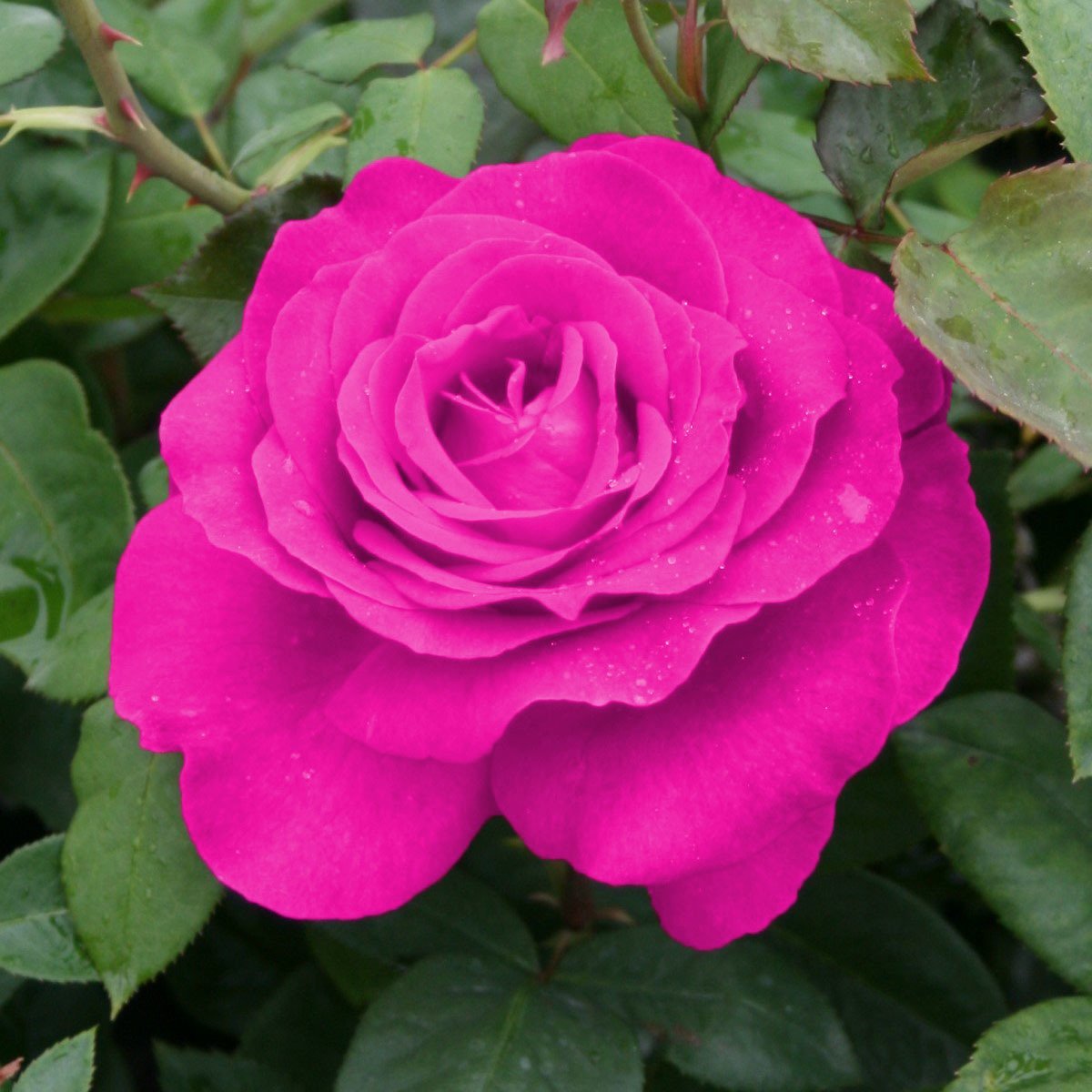 Rosa Multiflora Pink Pembe Sarmasik Gul Fidani 120cm Tuplu Fidan Satisi Fide Satisi Internetten Fidan Siparisi Bodur Asili Sertifikali Meyve Fidani Sus Bitkileri