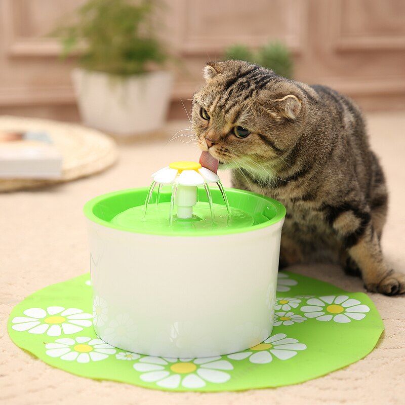 Kediniz Cok Mu Fazla Su Iciyor