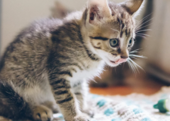 Kedi Tuvalet Egitimi Nasil Verilir Hangi Kedi Kumunu Kullanmaliyiz