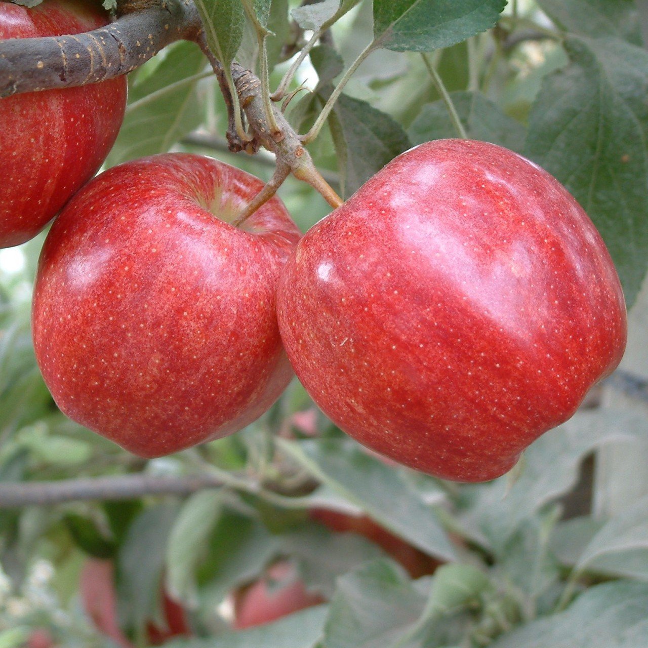 Яблоки гала фото и описание сорта