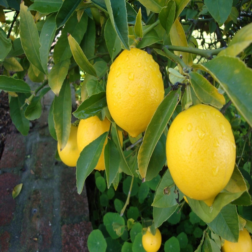 Лимон Мейера (60-80 см/c5-c8)