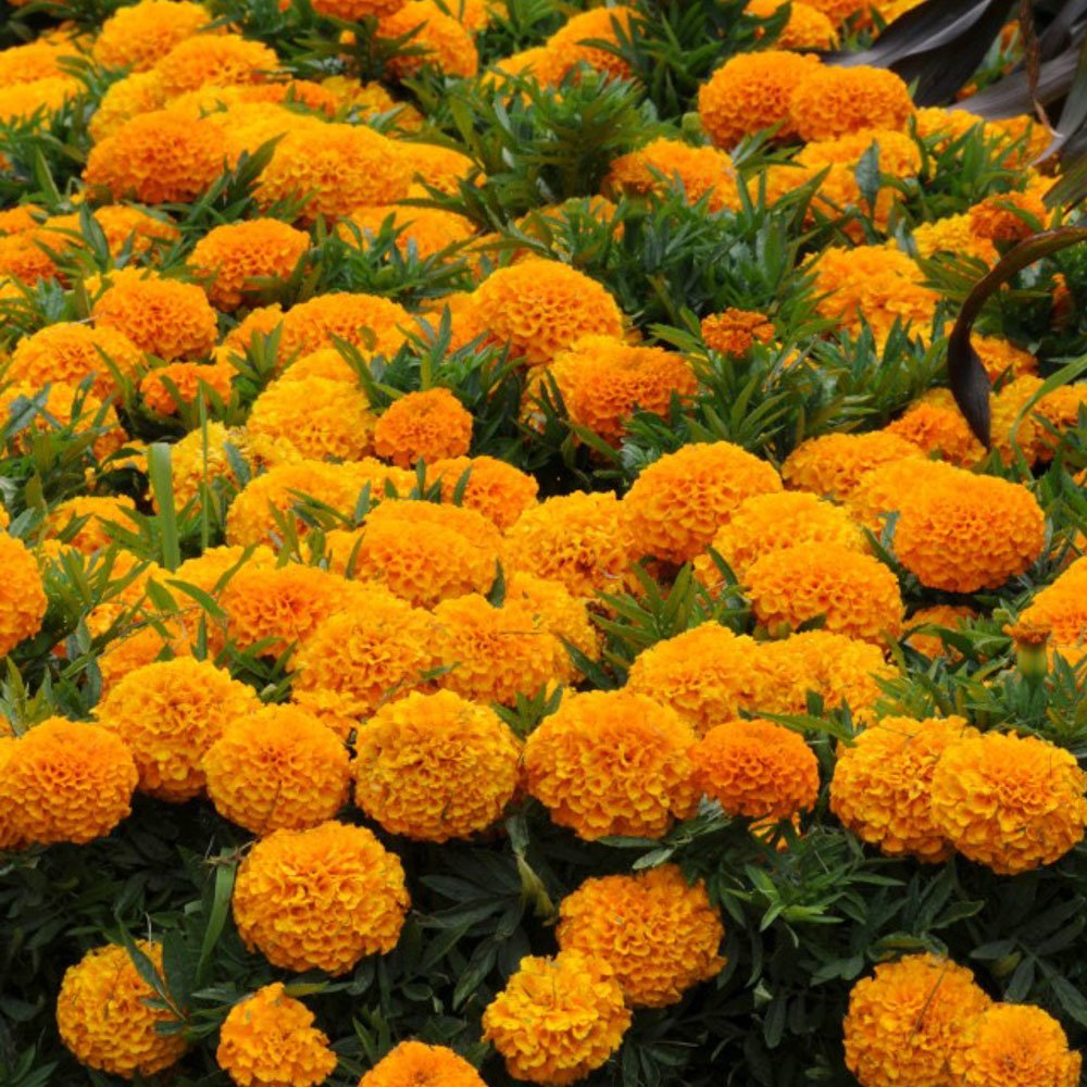 Сорта низкорослых бархатцев с крупными цветами с фото