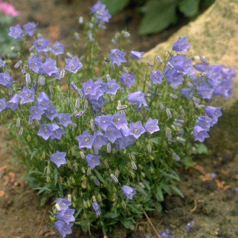 Light Blue Campanula Çan Çiçeği Tohumu (100 tohum) Hızlı Gönderim