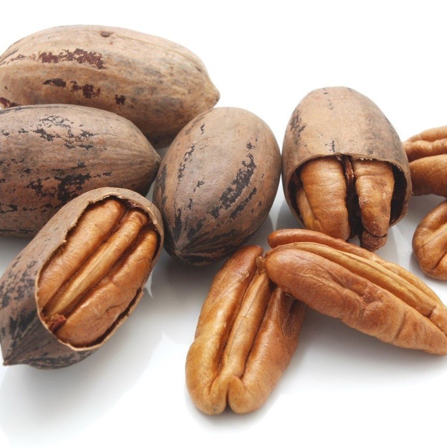 Tüplü Ilıman Sahil Cevizi Pikan (Pecan) Ceviz Fidanı Hızlı Gönderim