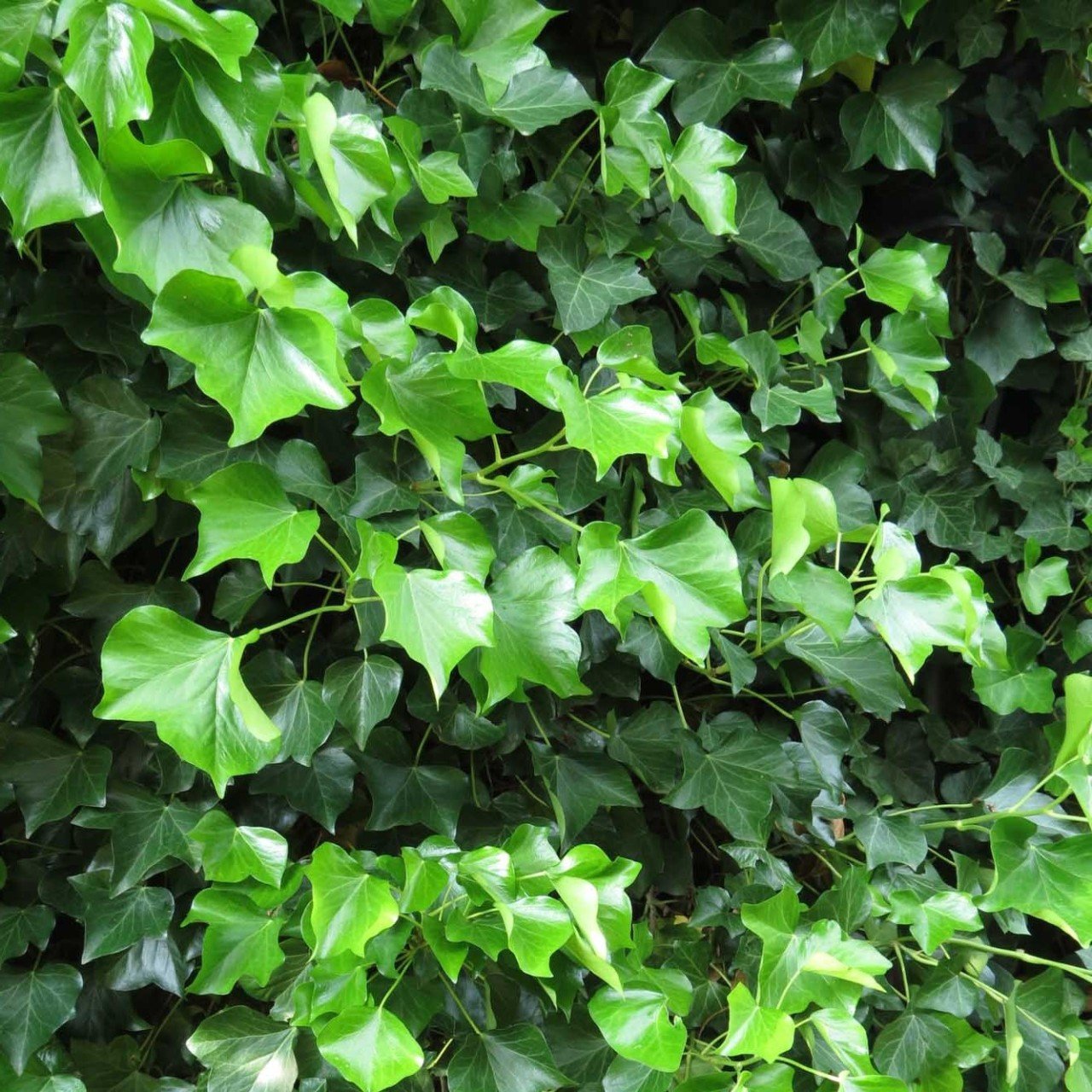 Tüplü Vantuzlu Yeşil Duvar Sarmaşığı (Hedera Helix) Fidanı Cazip Fiyata