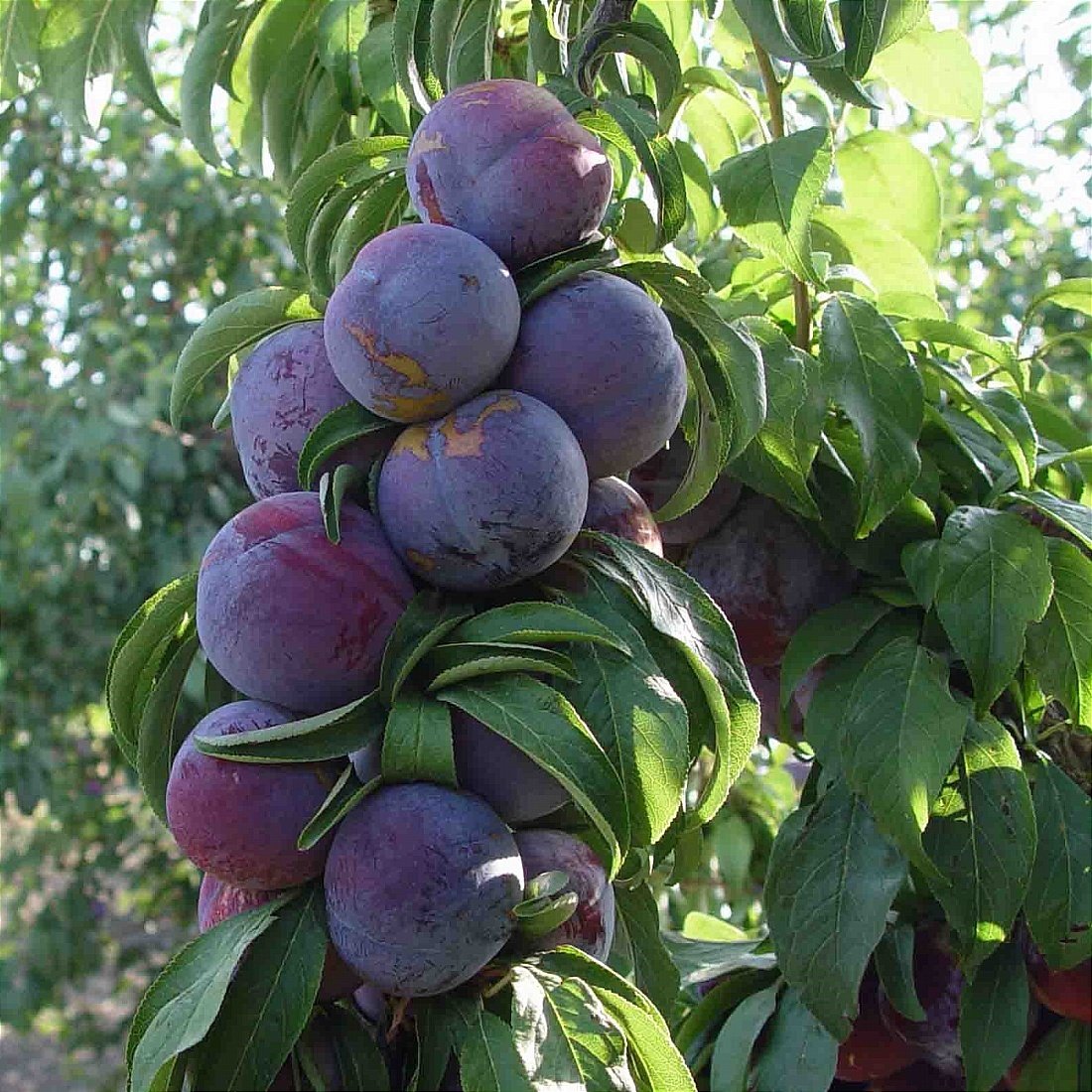 Слива Блэк Сплендор Купить Саженцы