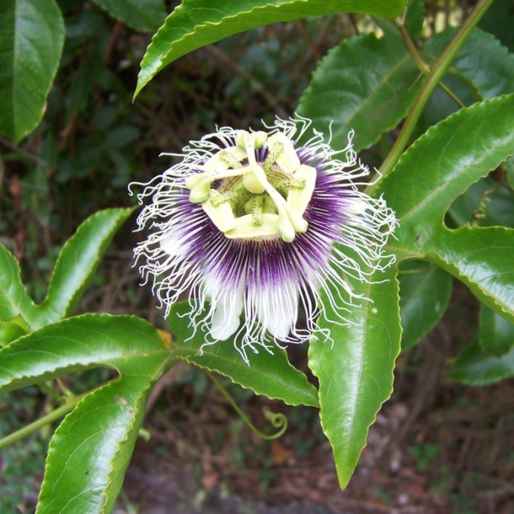 3 Adet Carkifelek Cicegi Tohumu Passiflora Cicegi Tohumu Cicek Tohumu Saksi Toprak Supriz Hediye Fiyati Ve Ozellikleri Gittigidiyor