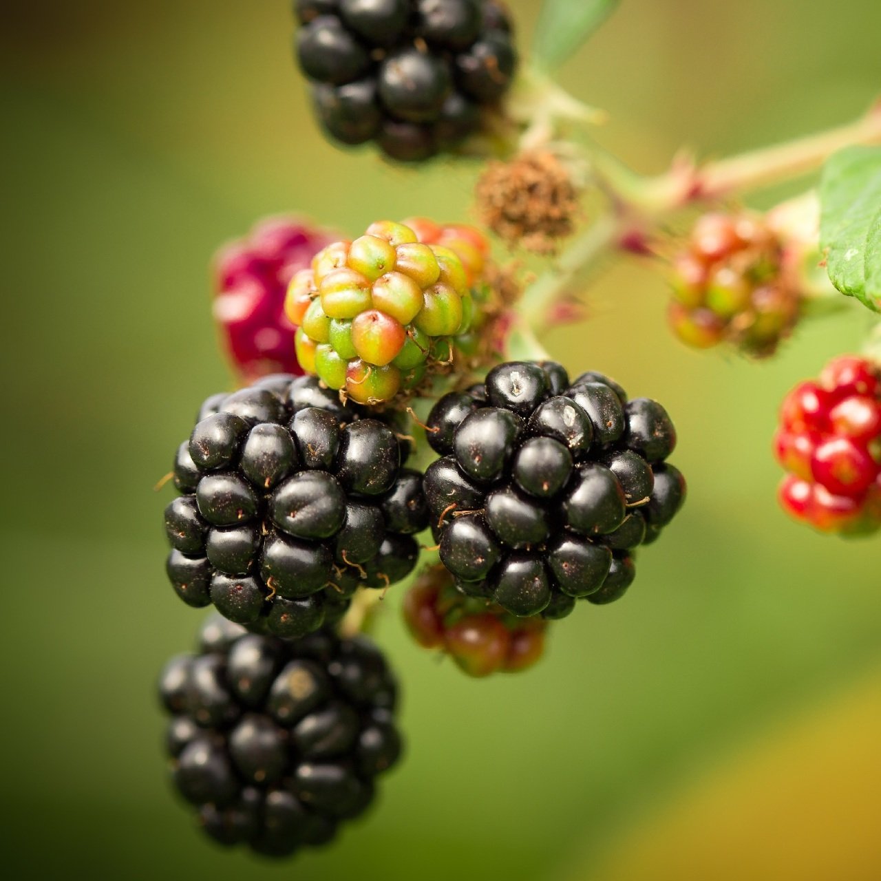 Boysenberry Bogurtlen Fidani Bogurtlen Fidan Cesitleri