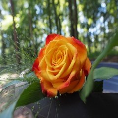 E Fidancim Tuplu Dikensiz Kokulu Kirmizi Red Love Gul Fidani Fiyati