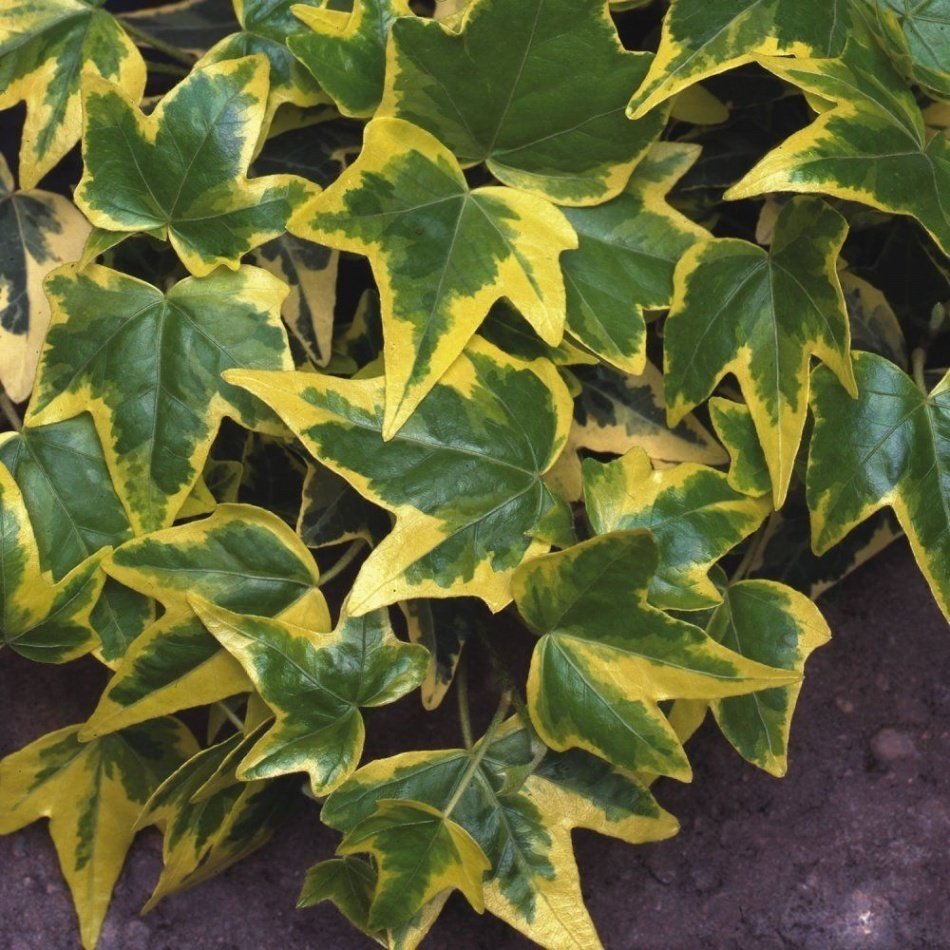 Alacalı Duvar Sarmaşığı (Hedera) Fidanı Şimdi Sepete Ekleyin
