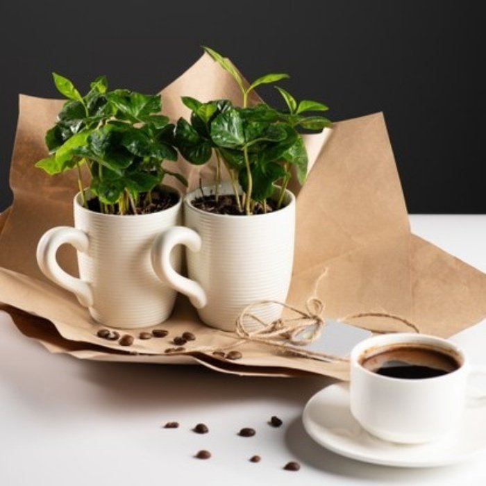 Kupada Coffee Arabica (Kahve Ağacı) Fidanı Satın Al