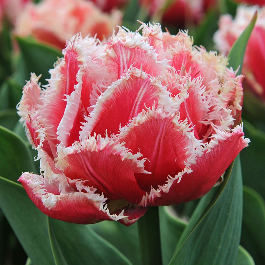 Тюльпан куинсленд фото и описание сорта