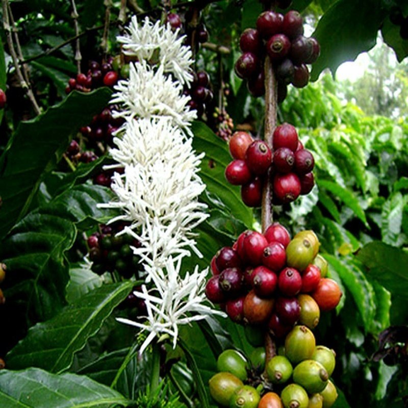 Tüplü Coffea Arabica Kahve Fidanı(1030 cm)