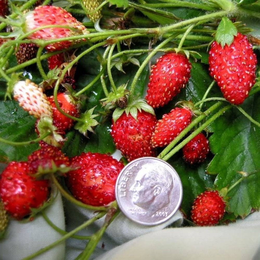 Земляника оне оне. Fragaria vesca Alpine. Земляника Альпийская мечта. Земляника ремонтантная мечта. Земляника мелкоплодная Рюген.