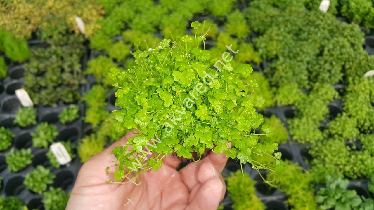 Akvared Hydrocotyle Tripartita Sp Japan Saksi