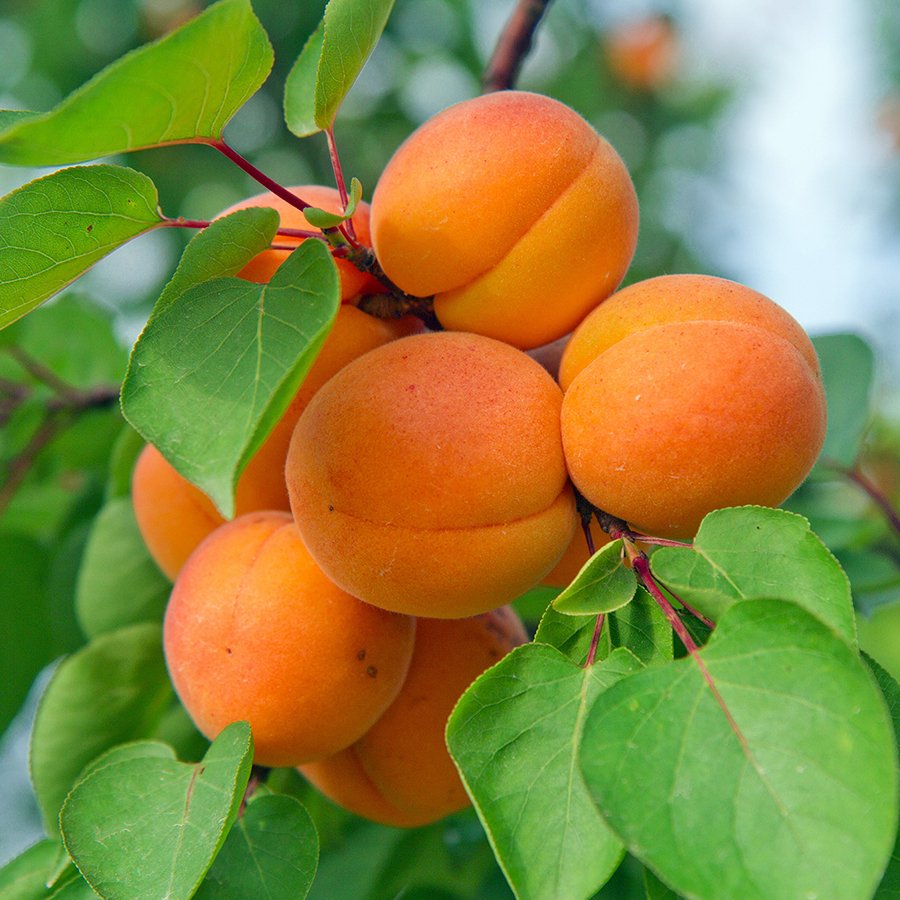 Сорт абрикоса Триумф