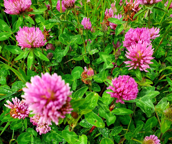 ay r g l Trifolium Pratense Tohumu ay-r-g-l-trifolium-pratense-tohumu