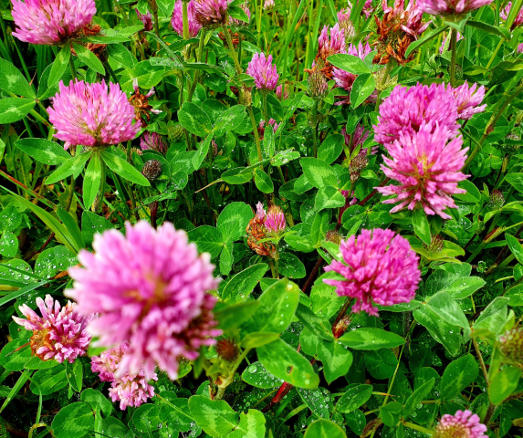 ay-r-g-l-trifolium-pratense-tohumu