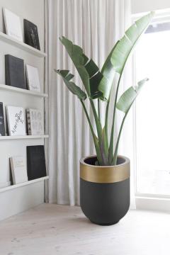 50 Cm Dekoratif Saksi