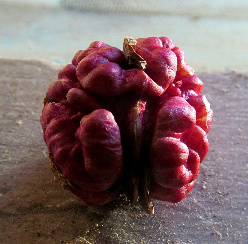 esflora online
