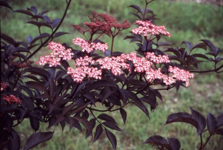 Kirmizi Yaprakli Murver Fidani Sambucus Nigra Black Beauty Murver Fidani Patlangic Cesitleri