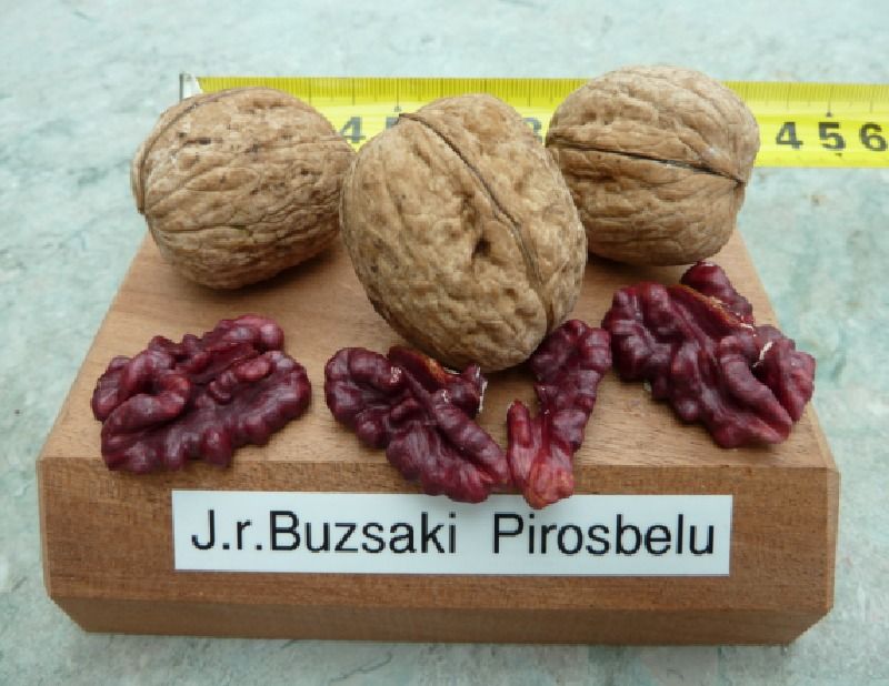 Buzsaki Pirosbelu Kirmizi Ceviz Fidani On Siparis Kirmizi Ceviz Fidani