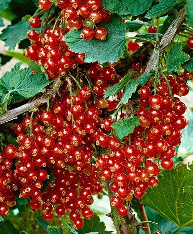 Ribes Rubrum Jonkheer Van Tets Kirmizi Frenk Uzumu Fidani Frenk Bektasi Uzumu Ve Melez Cesitler