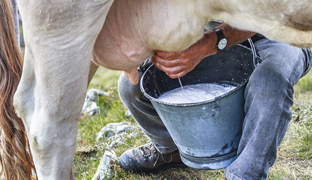 milk-from-cow-to-you-dairypesa