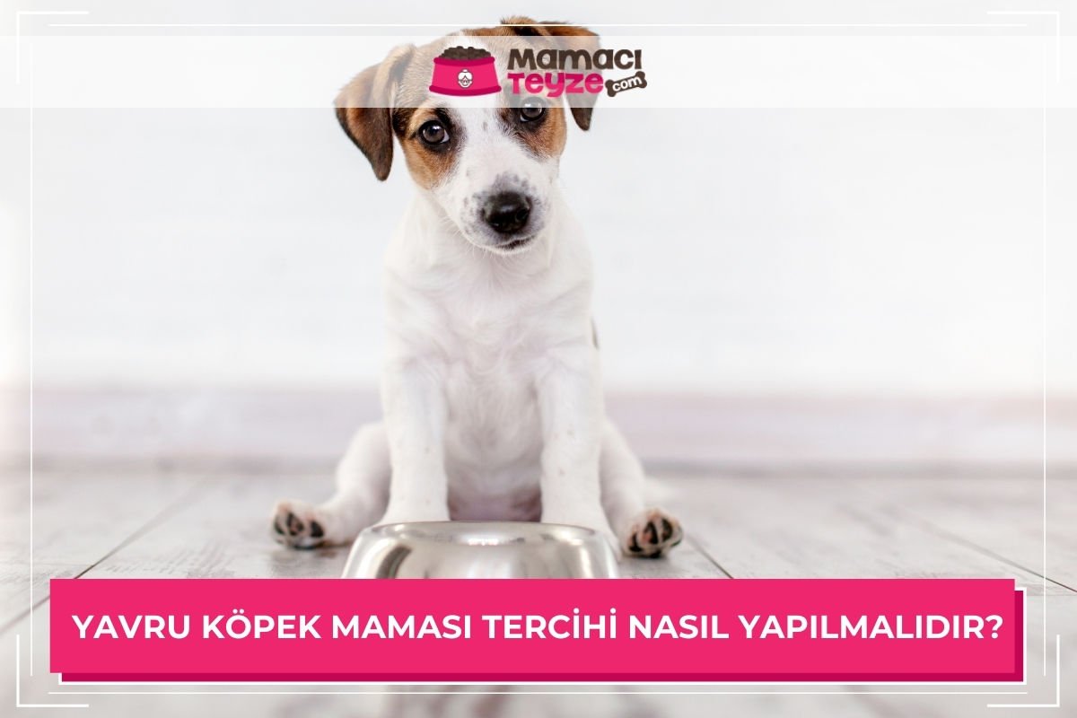 Kedi Mamasi Kopek Mamasi Kedi Kumu Mamaci Teyze