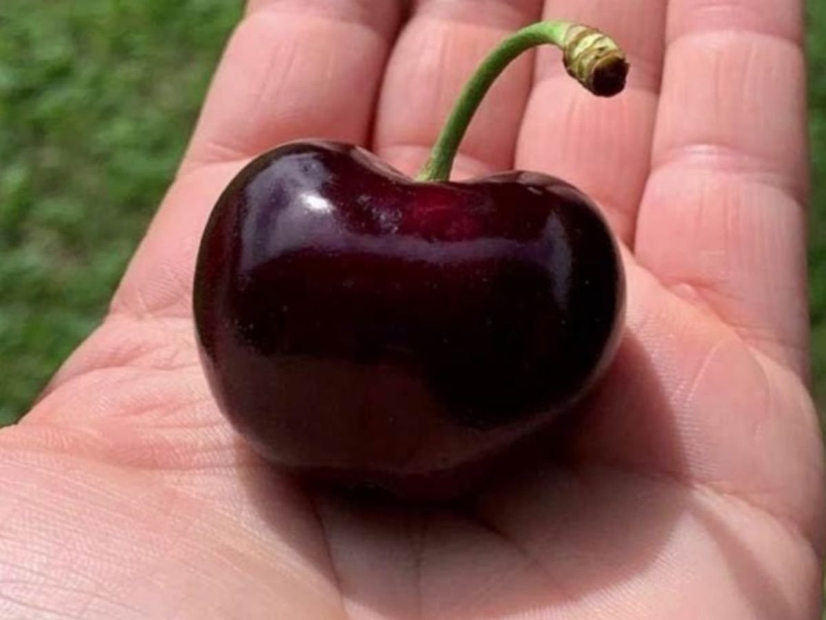 wow anal porn ankara mutlu son