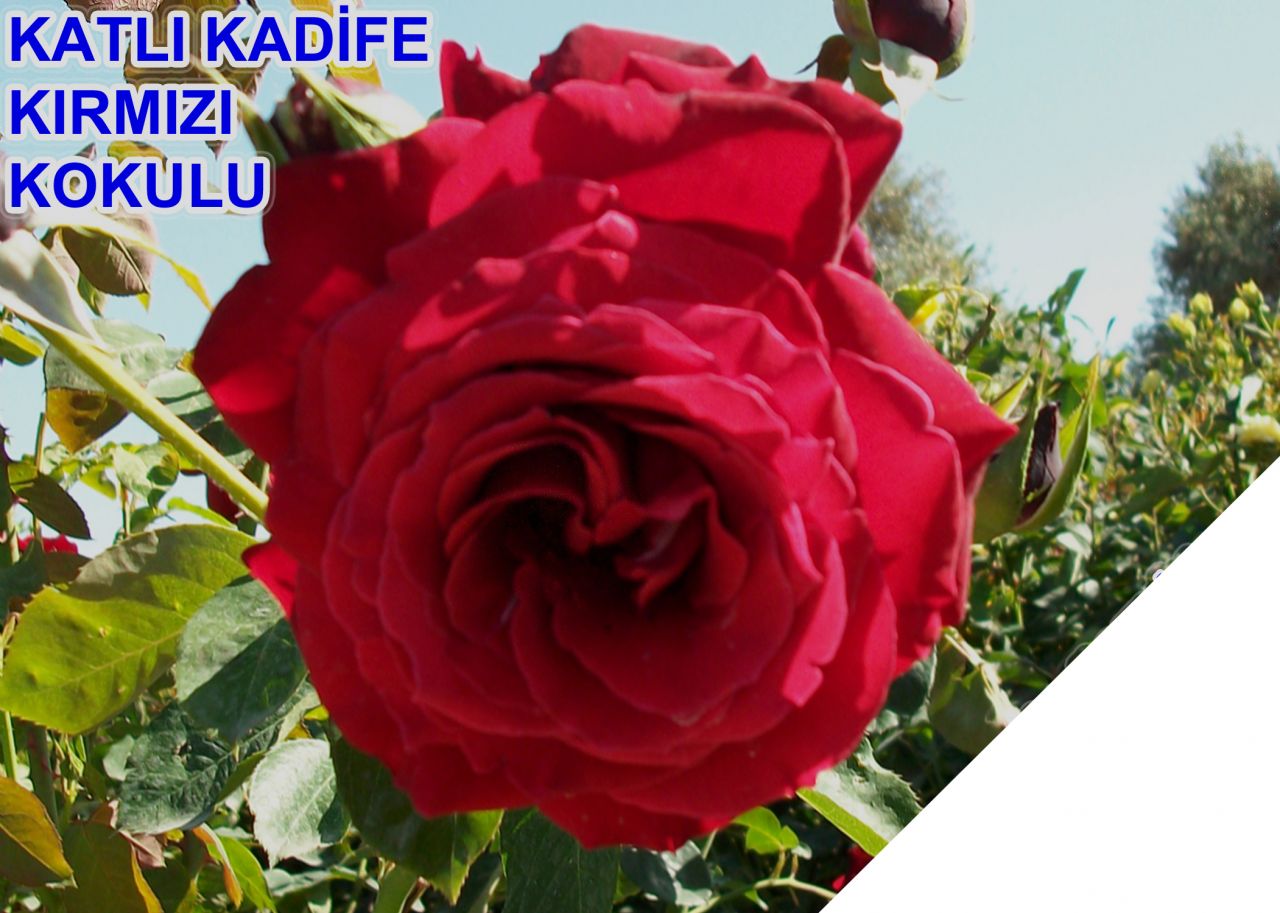 Tuplu Yediveren Kokulu Katli Kadife Kirmizi Gul Fidani Satisi