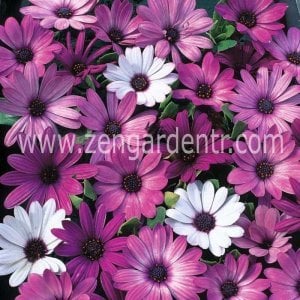 karisik bodrum papatyasi tohumu osteospermum mix