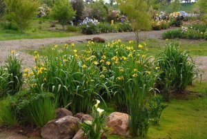 sari bayrak suseni iris pseudacorus sucul su irisi