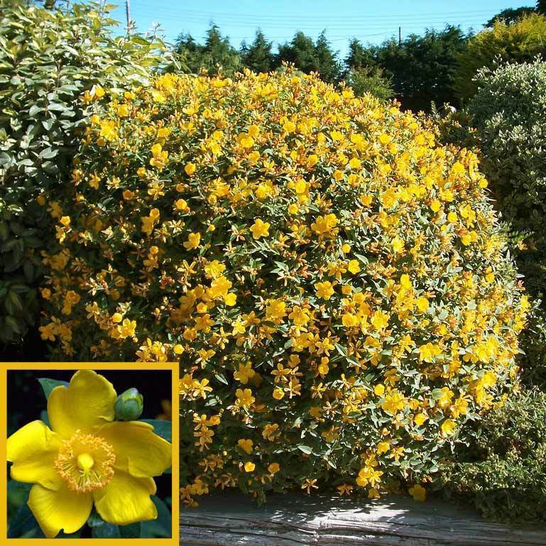Sari Kantaron Fidesi Satisi Hypericum Patulum 38 04 Tl