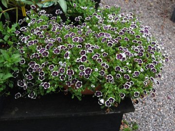 nemophila menziesii penny black