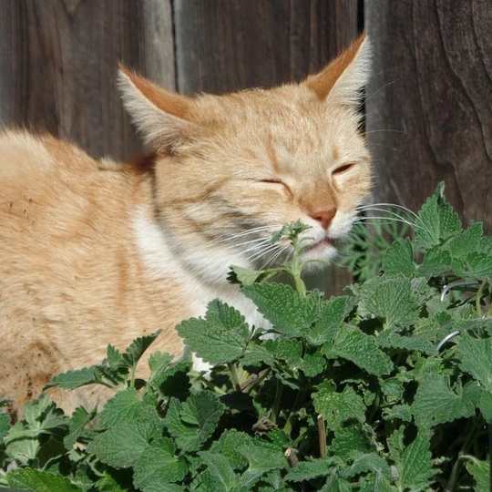 Kedi Nanesi Tohumu Catmint Nepeta Cataria Kedi Nanesi Tohumu Catmint