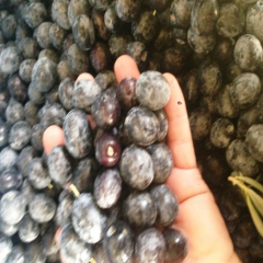 hizli gonderim yeni hasat yuksek kalibre sofralik selelik salamuralik taze siyah gemlik zeytin