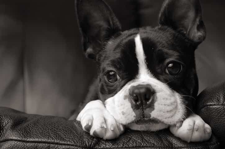 Boston Terrier Köpek Özellikleri, Karakteri ve Bakımı Petza