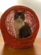 kedi evi kedi yatagi modelleri ve